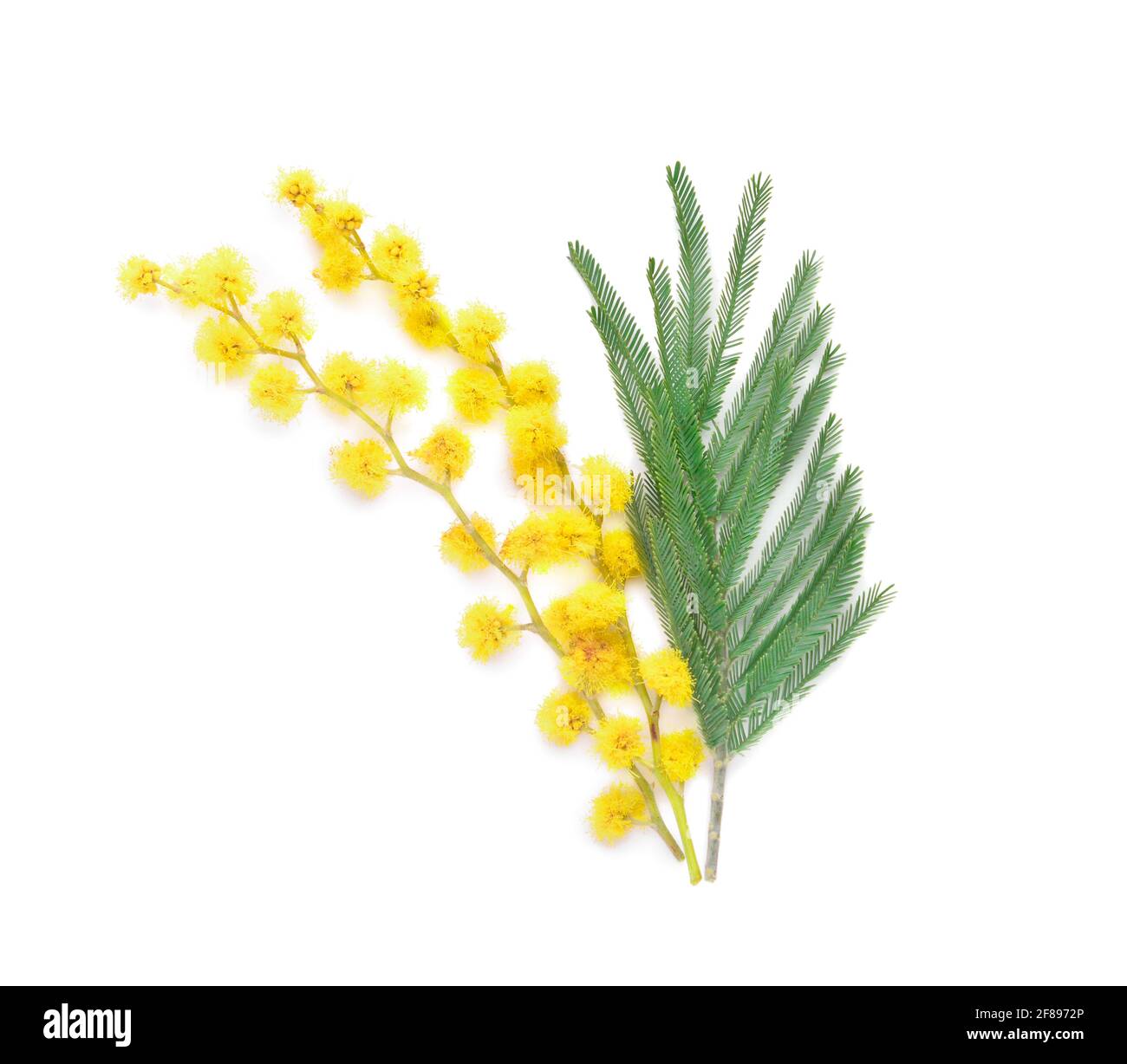 Bella mimosa fiori su sfondo bianco Foto Stock