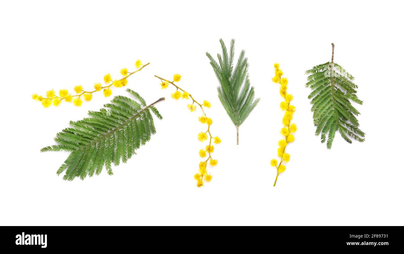 Bella mimosa fiori su sfondo bianco Foto Stock