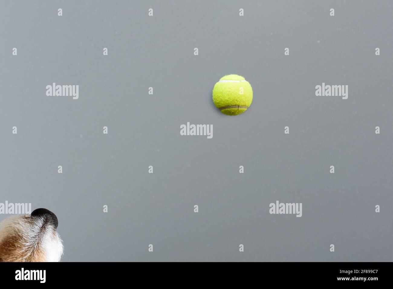 Cane guardando palla da tennis singolo come concetto astratto di vita animale Foto Stock