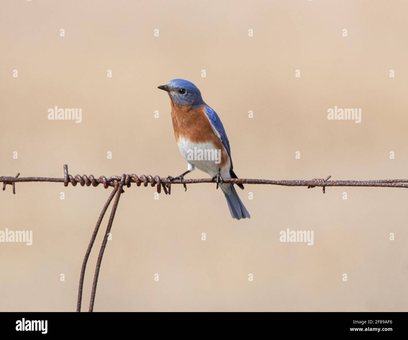 Un Bluebird orientale (Sialia sialis) che perching su una recinzione di filo Foto Stock