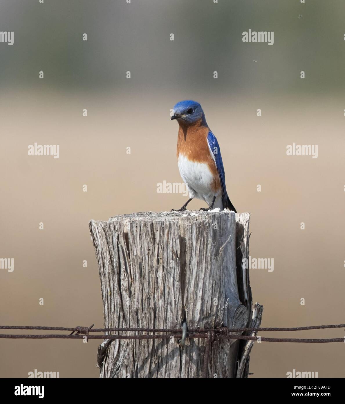 Un Bluebird orientale (Sialia sialis) con una posa umorosa su un palo di legno Foto Stock