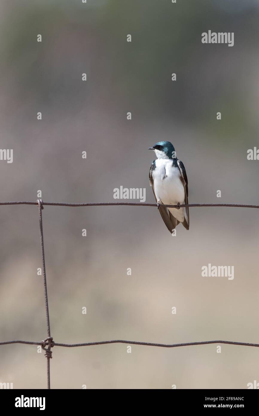 Uno Swallow di albero (Tachycineta bicolore) appollaiato su una recinzione di filo Foto Stock