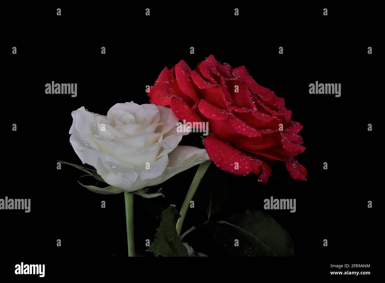 Una rosa rossa una rosa bianca su sfondo nero Foto stock - Alamy