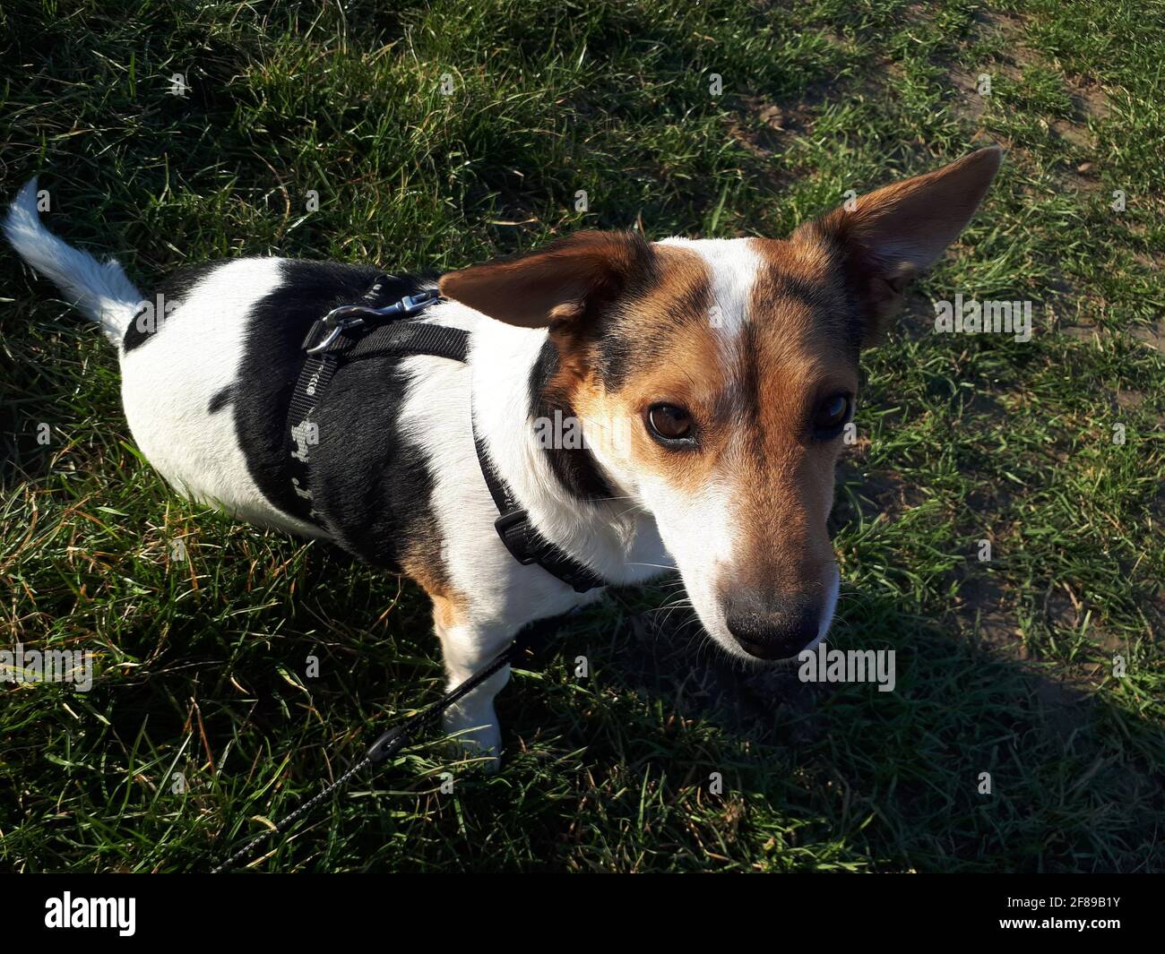 Cammina con il migliore amico dell'uomo. La primavera è ideale per camminare. Ai cani piace giocare e camminare. Poggiapiedi per cani. Questo è Jack Rusell Foto Stock