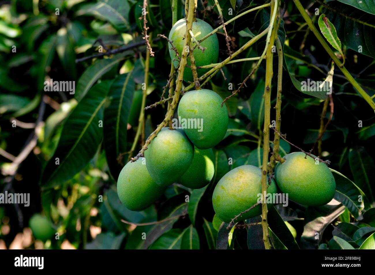 Manga immature appesi all'albero. Foto Stock