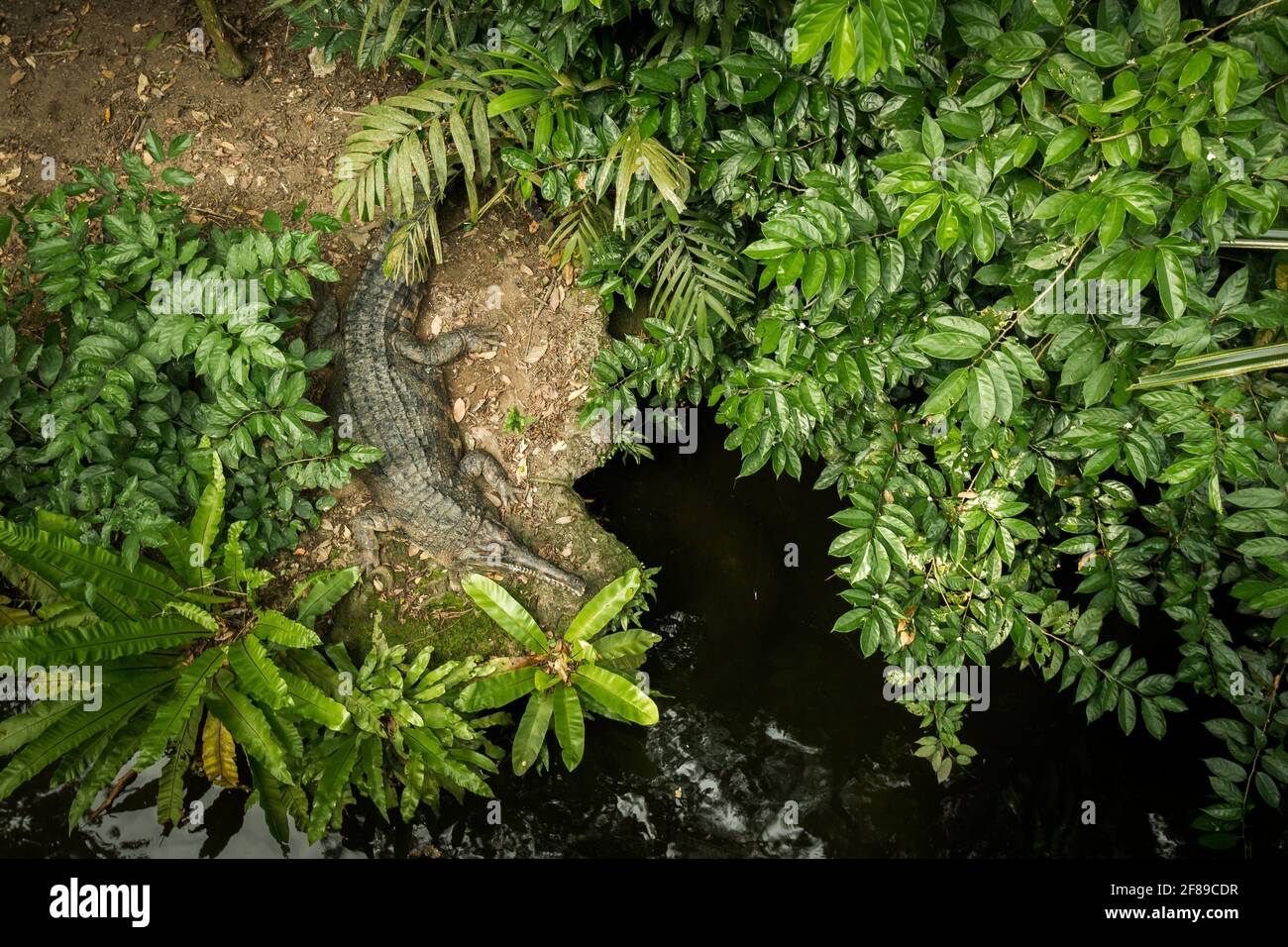 Un coccodrillo gharido sul lungofiume tra gli alberi. Foto Stock
