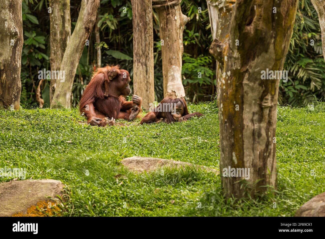 Madre orangutana con due figli che trascorrono un po' di tempo insieme tra alcuni alberi. Foto Stock