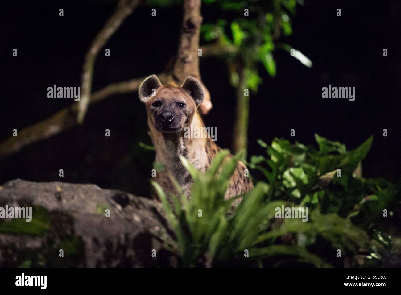 Una sola iena che guarda la telecamera di notte. Foto Stock