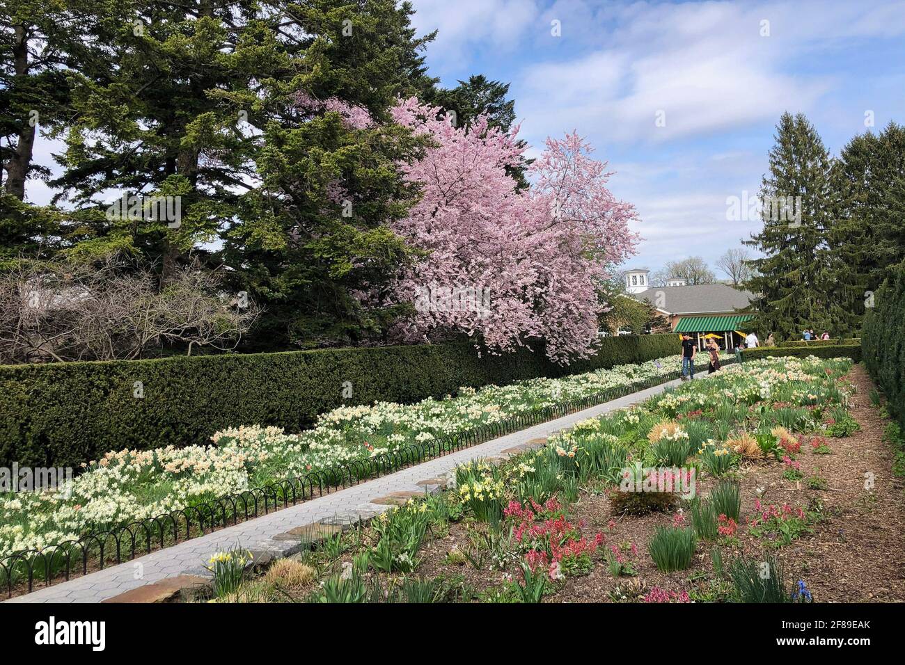 Bronx, Stati Uniti. 10 Apr 2021. Fiori fioriti nei pressi DI KUSAMA: Mostra Cosmic Nature dell'artista giapponese Yayoi Kusama in mostra al New York Botanical Garden nel Bronx, New York il 10 aprile 2021. La mostra si svolge dal 10 aprile al 31 ottobre 2021. (Foto di Samuel Rigelhaupt/Sipa USA) Credit: Sipa USA/Alamy Live News Foto Stock
