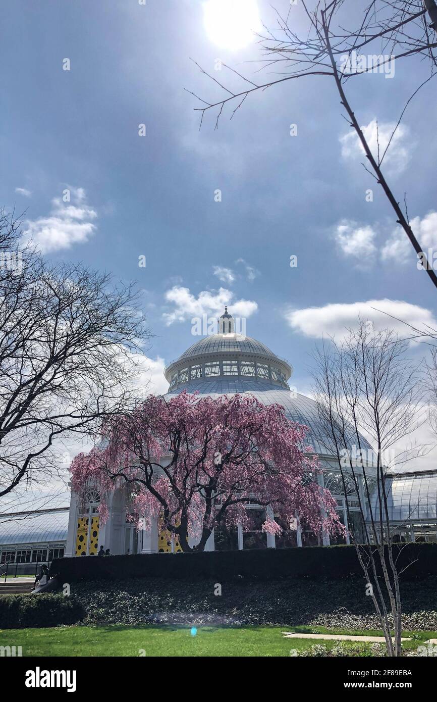 Bronx, Stati Uniti. 10 Apr 2021. Fiori fioriti nei pressi DI KUSAMA: Mostra Cosmic Nature dell'artista giapponese Yayoi Kusama in mostra al New York Botanical Garden nel Bronx, New York il 10 aprile 2021. La mostra si svolge dal 10 aprile al 31 ottobre 2021. (Foto di Samuel Rigelhaupt/Sipa USA) Credit: Sipa USA/Alamy Live News Foto Stock