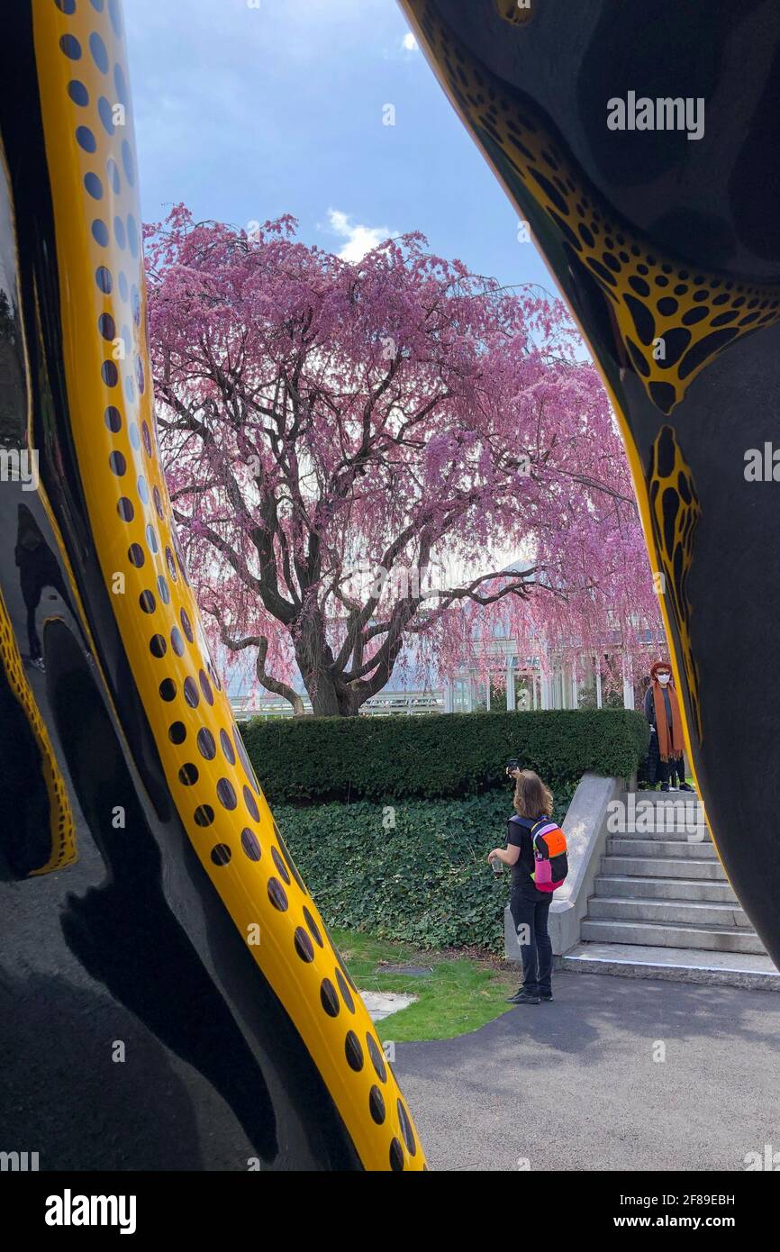 Bronx, Stati Uniti. 10 Apr 2021. 'Dancing Pumpkin' (2020) è una delle opere DI KUSAMA: Cosmic Nature mostra dell'artista giapponese Yayoi Kusama in mostra presso il New York Botanical Garden del Bronx, New York, il 10 aprile 2021. La mostra si svolge dal 10 aprile al 31 ottobre 2021. (Foto di Samuel Rigelhaupt/Sipa USA) Credit: Sipa USA/Alamy Live News Foto Stock