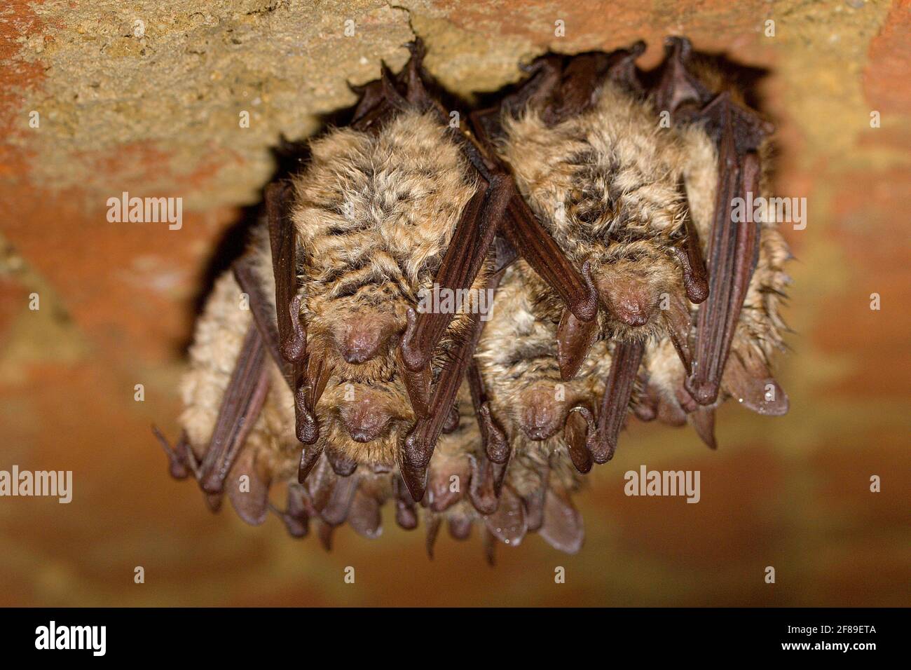 Gruppo di frangifauna (Myotis emarginatus) nella cantina Foto Stock