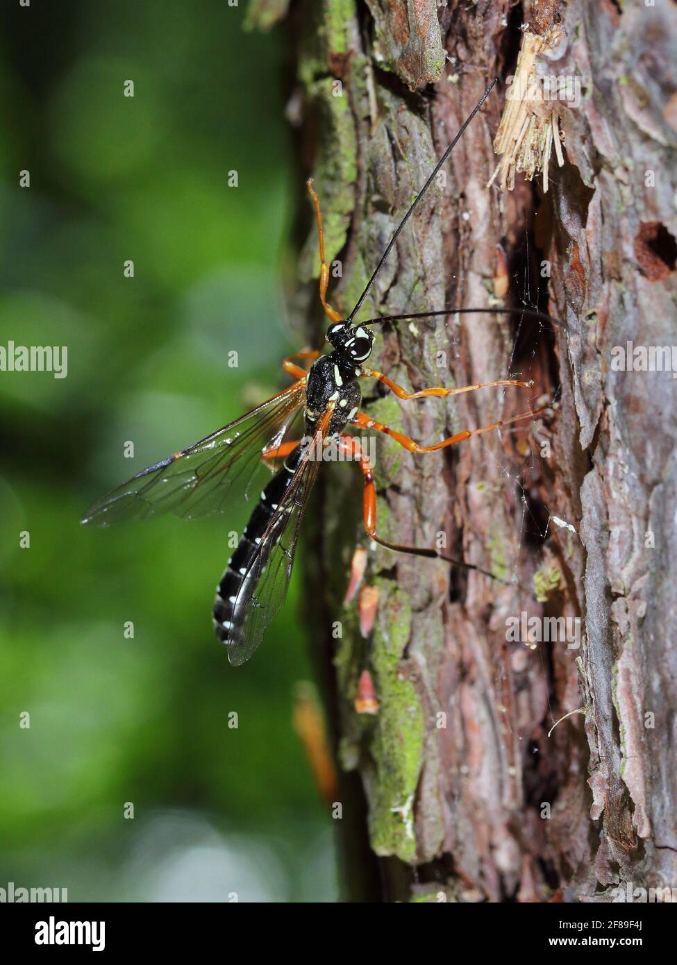 Ichneumon gigante (Rhyssa persuasoria) in habitat naturale Foto Stock
