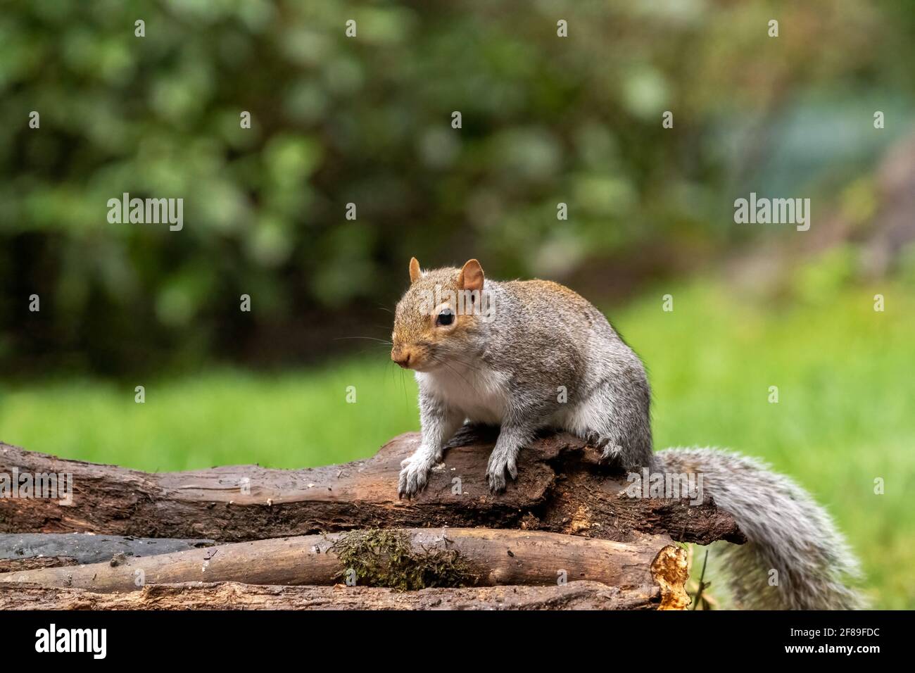 Issaquah, Washington, Stati Uniti. Scoiattolo grigio occidentale in piedi su un tronco. Conosciuto anche come Banner-tail, California Grey Squirrel, Oregon Grey Squirrel e S. Foto Stock