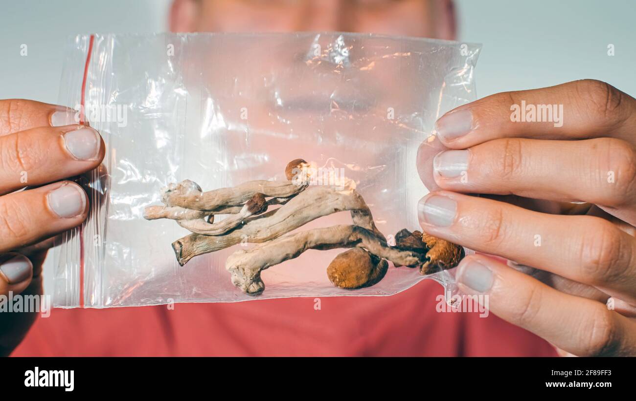 Funghi magici per il microdosaggio tenuto in mano dell'uomo. Terapia psichedelica della psilocibina. Foto Stock