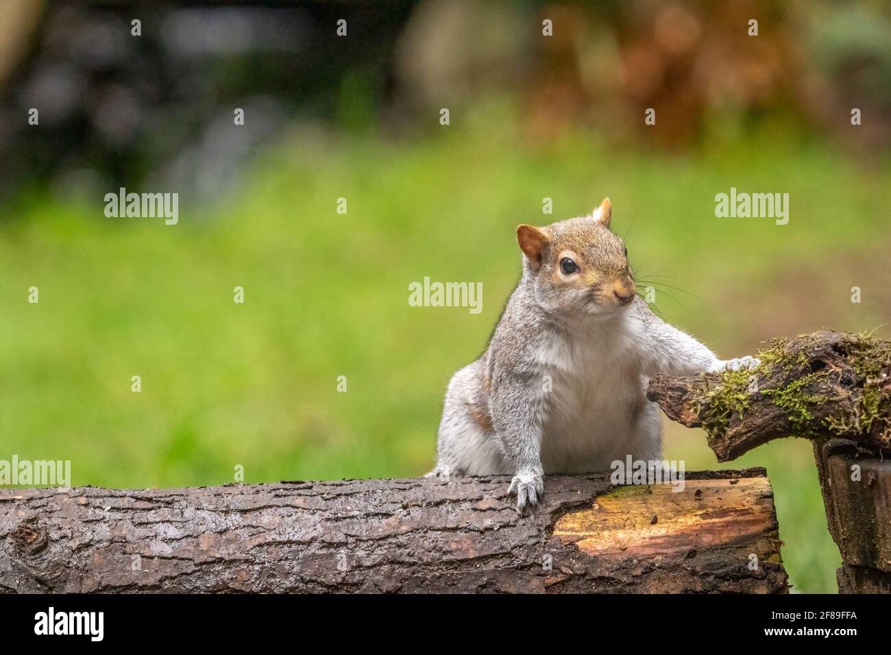 Issaquah, Washington, Stati Uniti. Western Grey Squirrel a cavallo di due tronchi, incerto quale modo di andare. Conosciuto anche come Banner-tail, California Grey Squirre Foto Stock