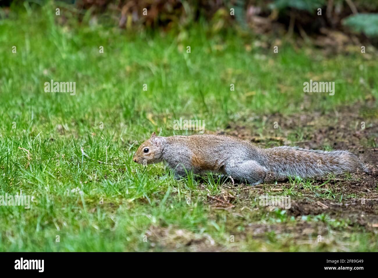Issaquah, Washington, Stati Uniti. Western Grey Squirrel camminare in erba, alla ricerca di un posto per seppellire una noce. Nota anche come Banner-tail, California Grey Sq Foto Stock