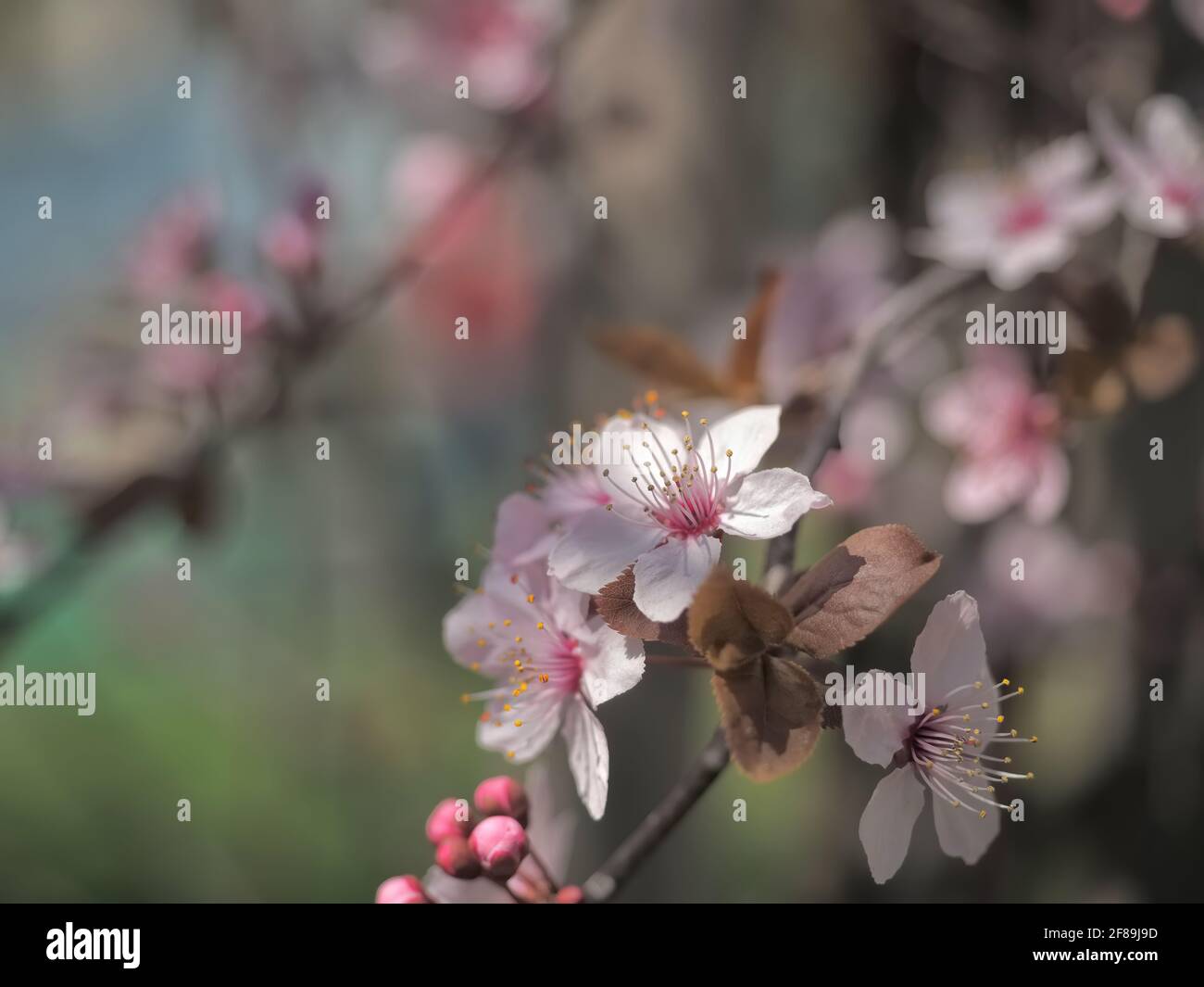 Molla concetto floreale. Piena fioritura di albero di albicocche. Bel fiore su un astratto sfondo sfocato. Primo piano dettagliato con soft il fuoco selettivo. Foto Stock