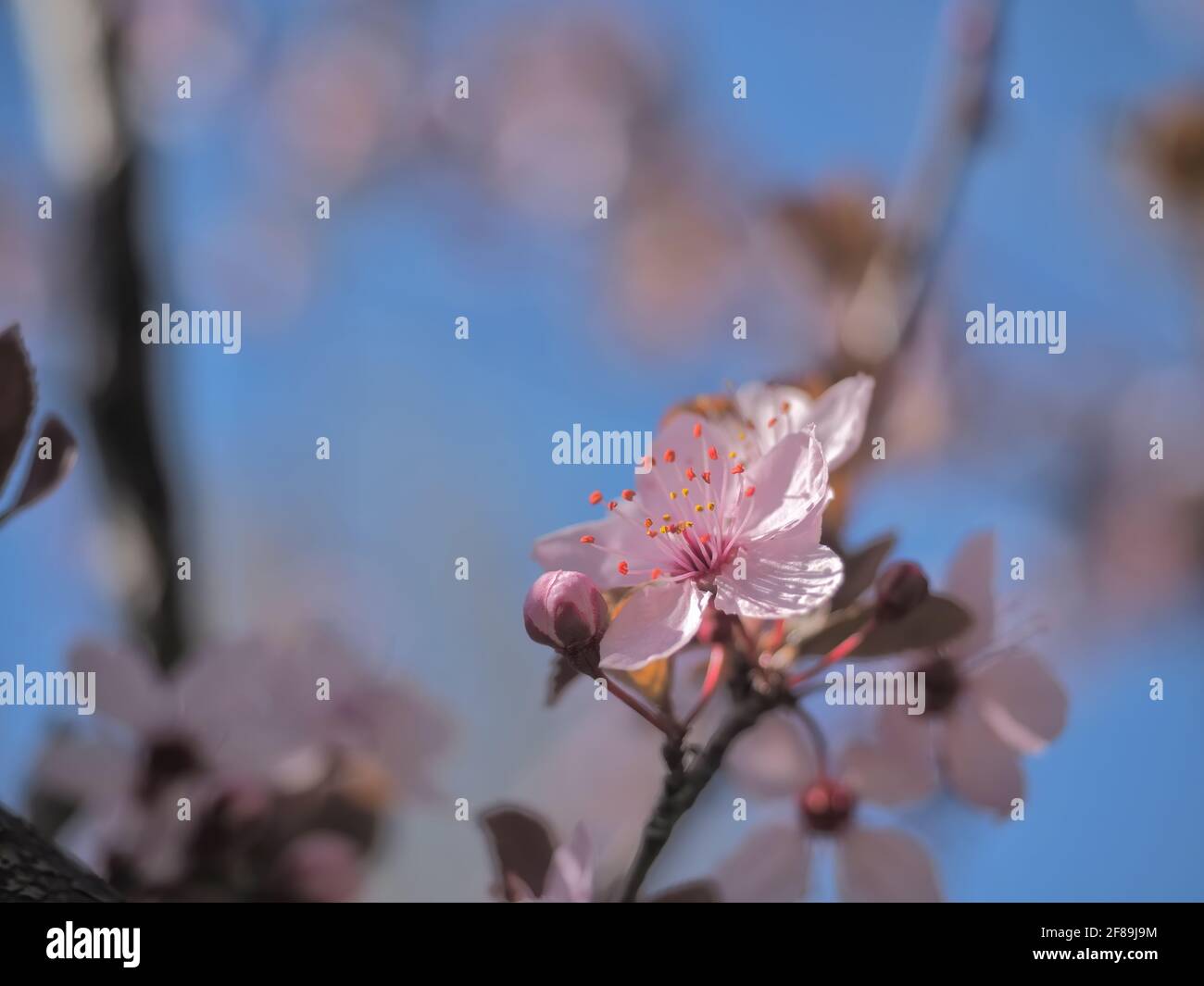 Molla concetto floreale. Piena fioritura di albero di albicocche. Bel fiore su un astratto sfondo sfocato. Primo piano dettagliato con soft il fuoco selettivo. Foto Stock