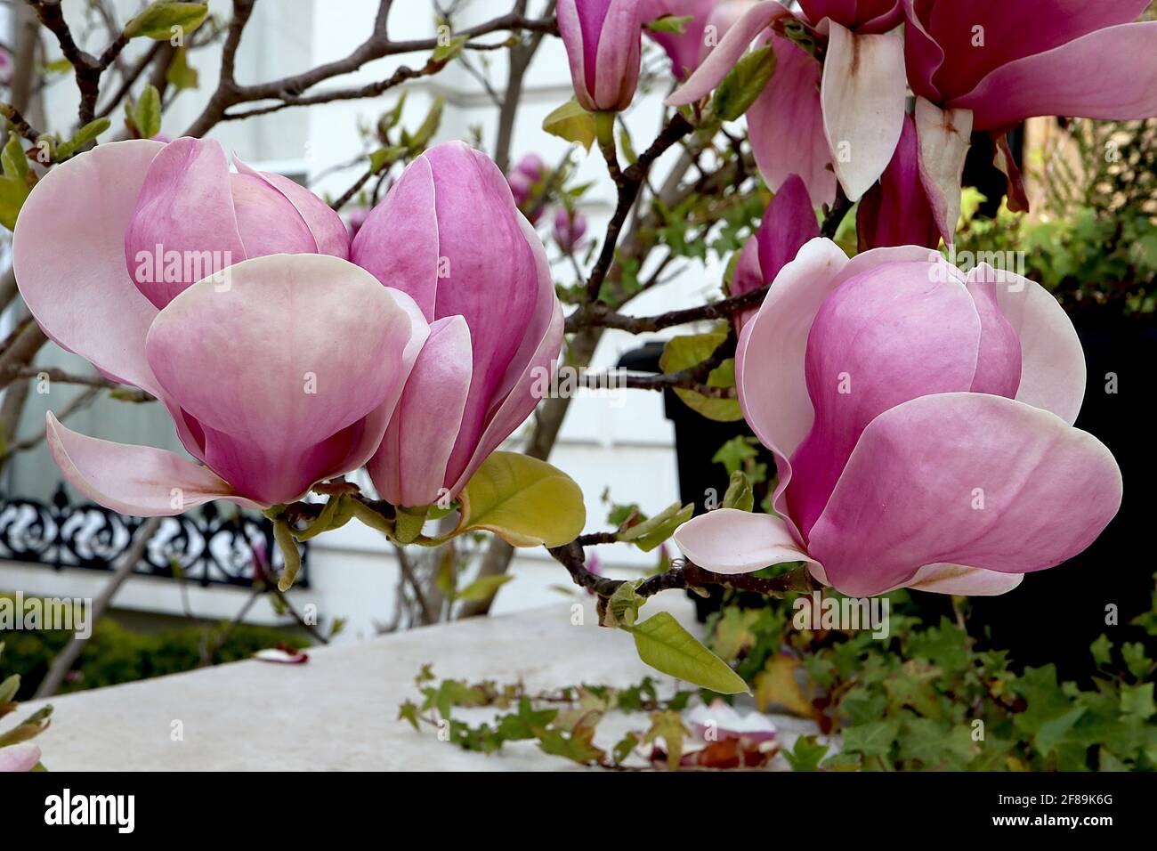 Magnolia x soulangeana ‘Rustica Rubra’ Saucer Magnolia Rustica Rubra – fiori rosa a forma di calice con interni bianchi, aprile, Inghilterra, Regno Unito Foto Stock