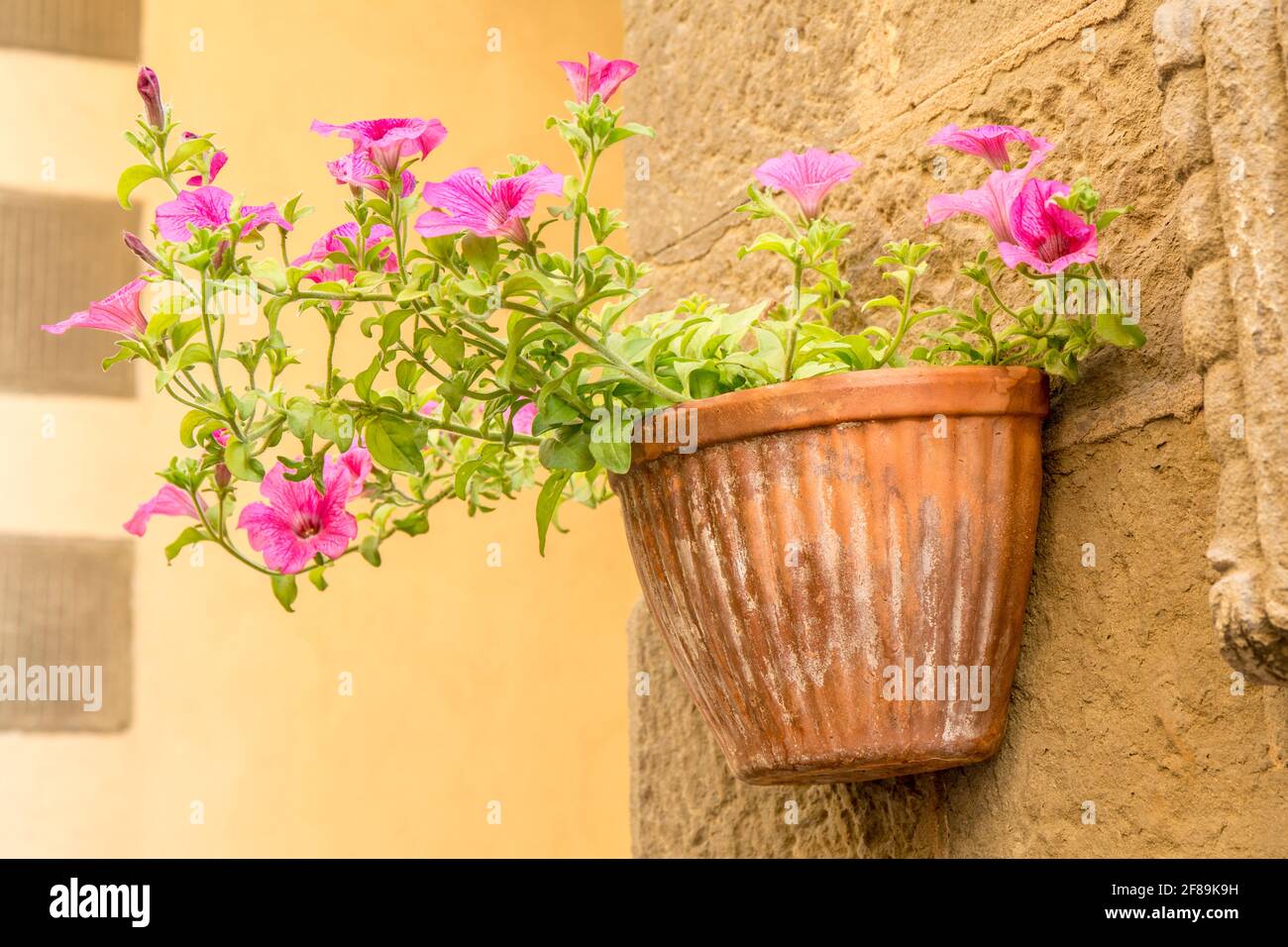 Cortona, Italia. Mattina Glorie che crescono in una pentola a forma di vaso su un muro di pietra. Foto Stock