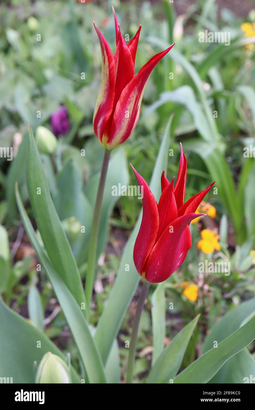 Tulipa ‘Aladdin’ Lily Flowering 6 Aladdin tulipano – fiori rossi scarlatto, base gialla, aprile, Inghilterra, Regno Unito Foto Stock