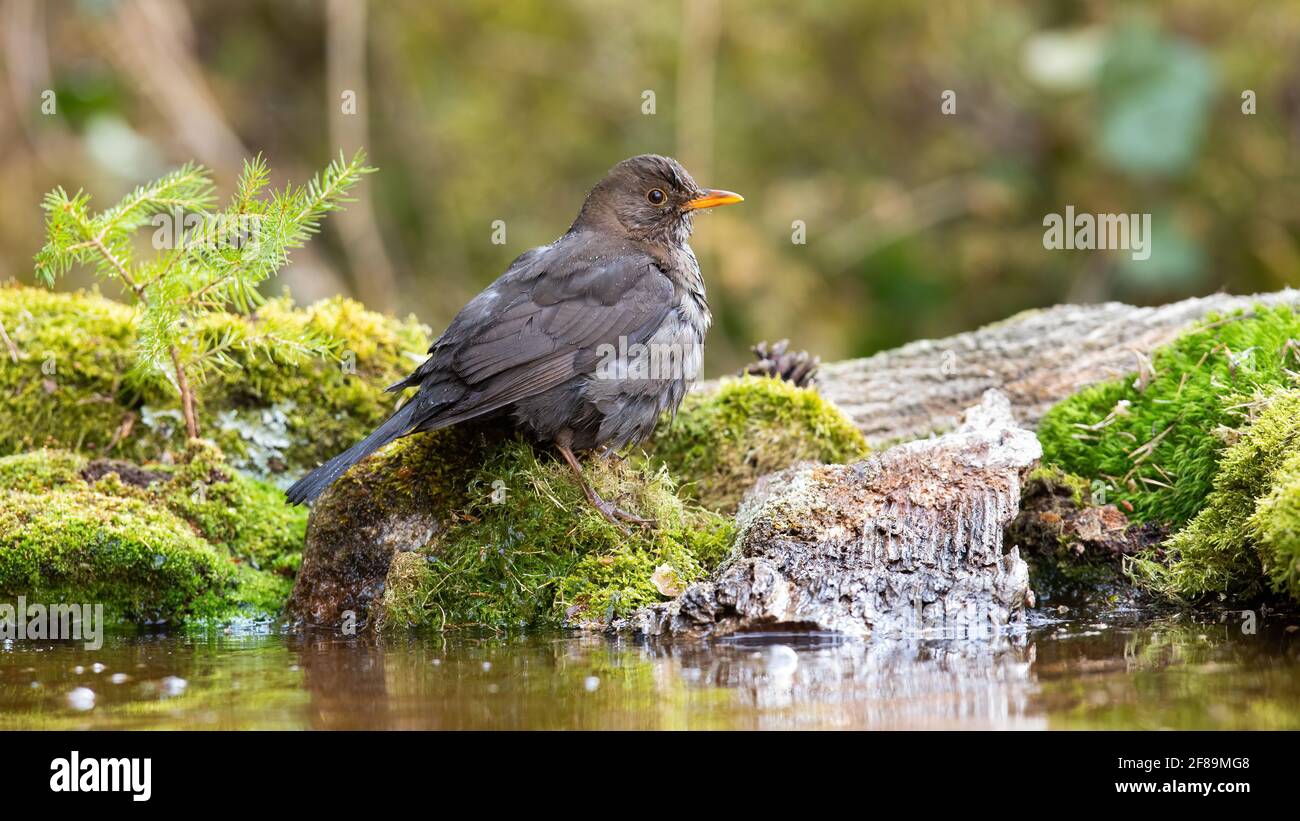 Uccello nero comune seduto su roccia mossata in natura acquatica Foto Stock