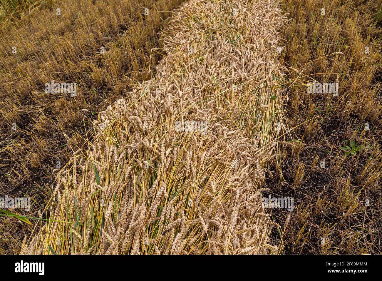 Separare la raccolta del grano falciando le testate in andane a. un taglio basso Foto Stock