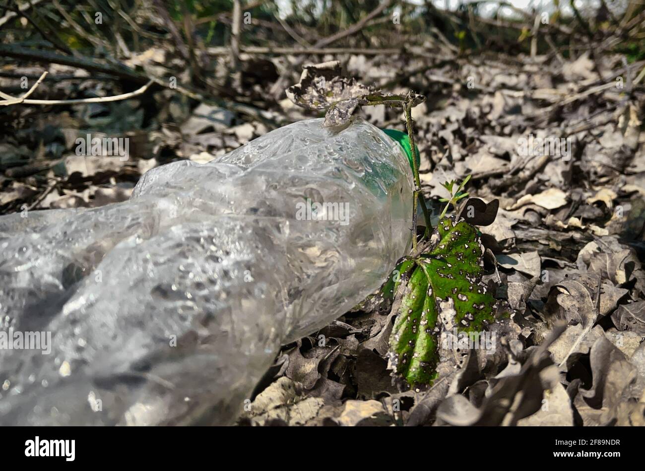 Concetto di ecologia umana. Rifiuti di plastica in foresta woodland.Your bambini raccoglieranno ciò che seminare Foto Stock