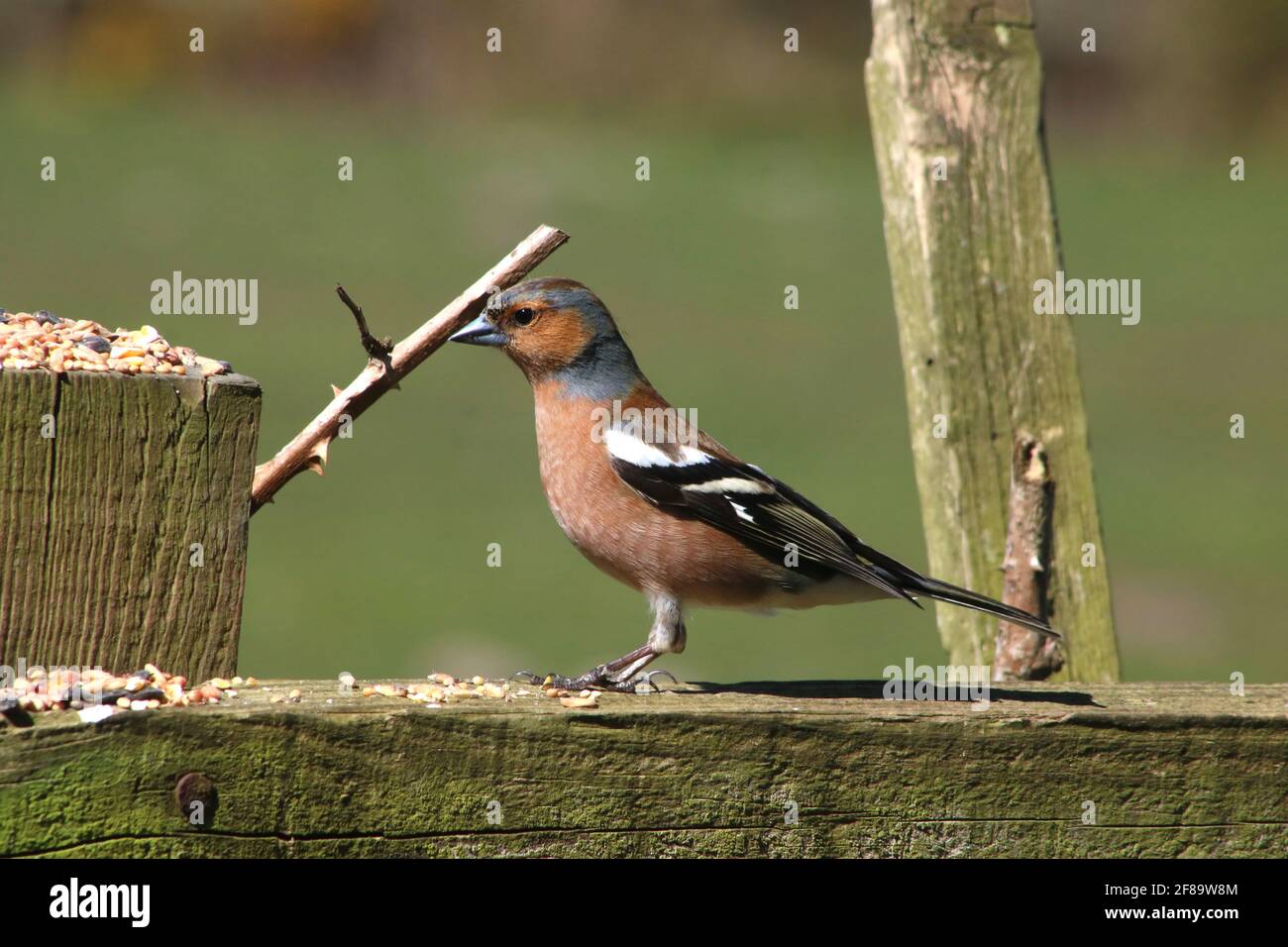 Singolo adulto maschio chaffinch, fringilla coelebs, in piedi su un recinto di giardino di legno con seme di uccello selvatico sulla recinzione. Foto Stock