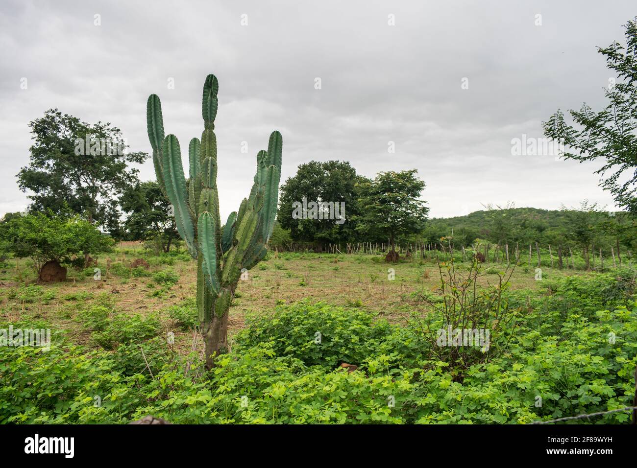 Caatinga paesaggio con un mandacaru (Cereus jamacaru), comune cactus nel Brasile nord-est Foto Stock