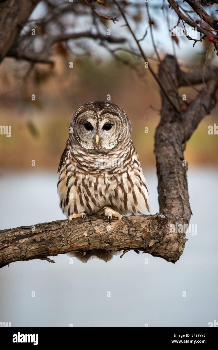 Gufo sbarrato che riposa in albero Foto Stock