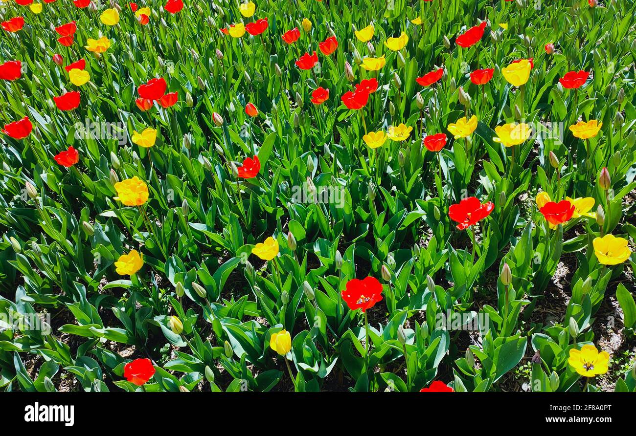 Foto saturata di un campo con fiori rossi e gialli. Concetto di natura. Primavera. Foto Stock