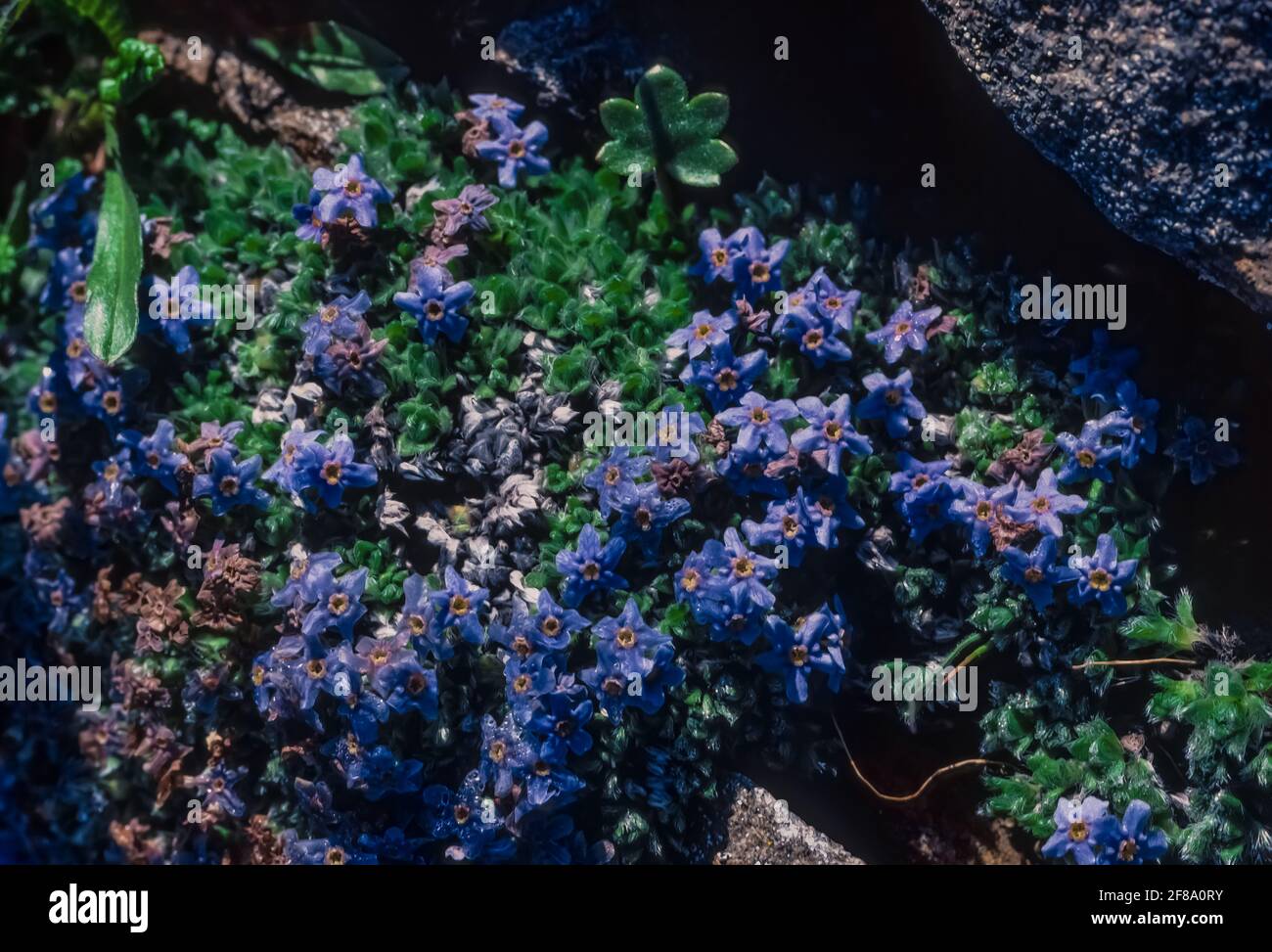 Arctic Alpine Forget-Me-Not, Eritrichium nanum, fiorente tra le rocce di Gates del Parco Nazionale Artico, Brooks Range, Alaska, USA Foto Stock