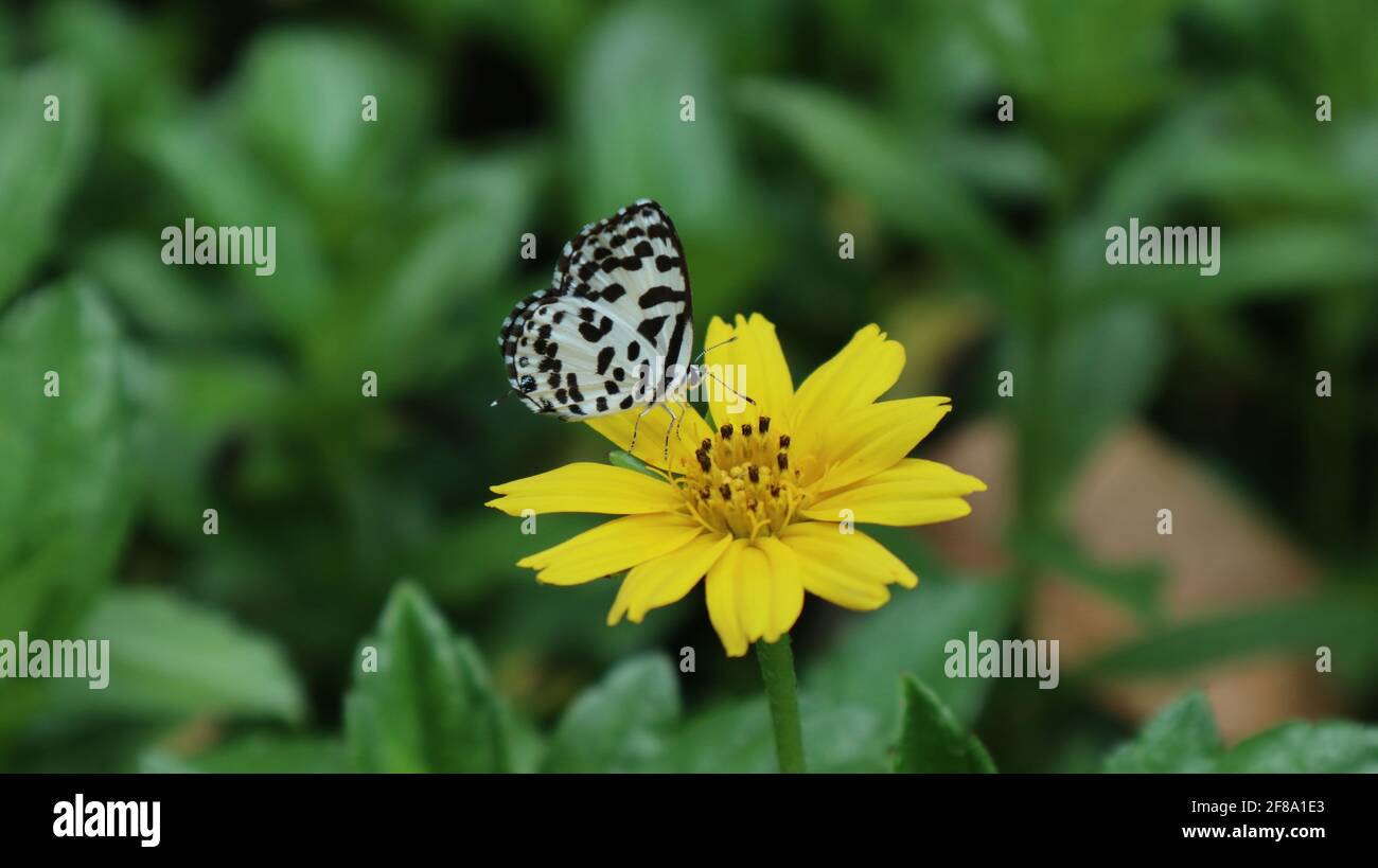 Primo piano di una farfalla Pierrot comune su un giallo fiore di semi di ceticca Foto Stock