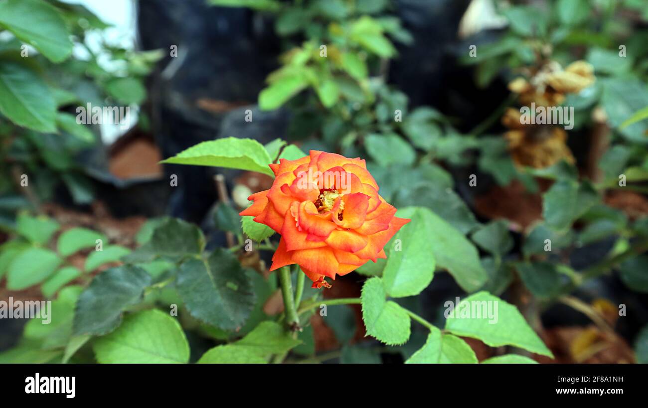 Bella vista di una rosa di colore arancio nella pianta asilo nido Foto Stock