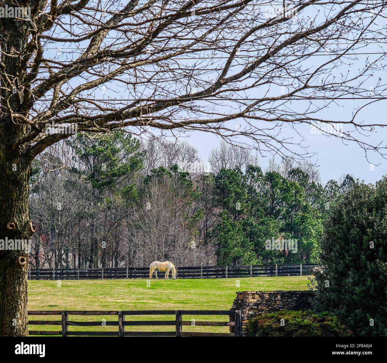 White Horse in pascolo Foto Stock