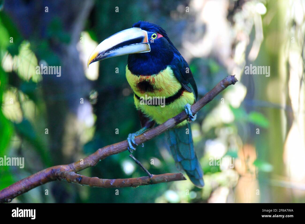 Pallido aracari in un ramo a Mindo, Ecuador Foto Stock