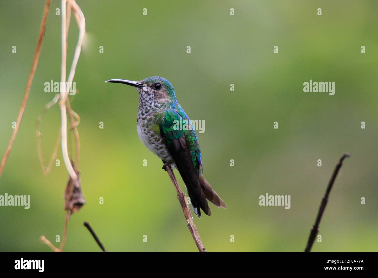 Colibrì smeraldo Versicolored arroccato sulla filiale a Mindo, Ecuador, Sud America Foto Stock
