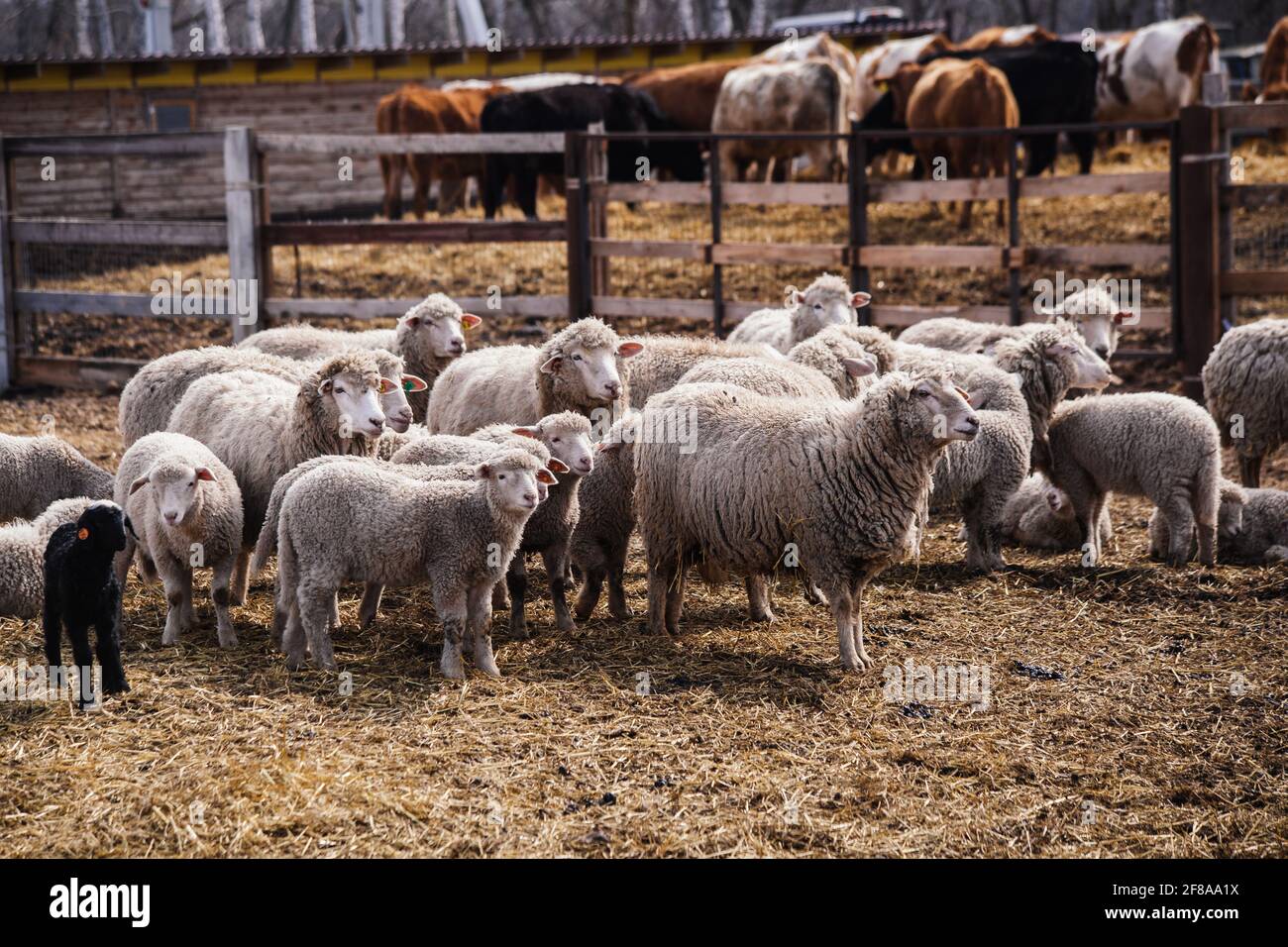 Gregge di pecore in una stalla aperta nella fattoria. Foto Stock