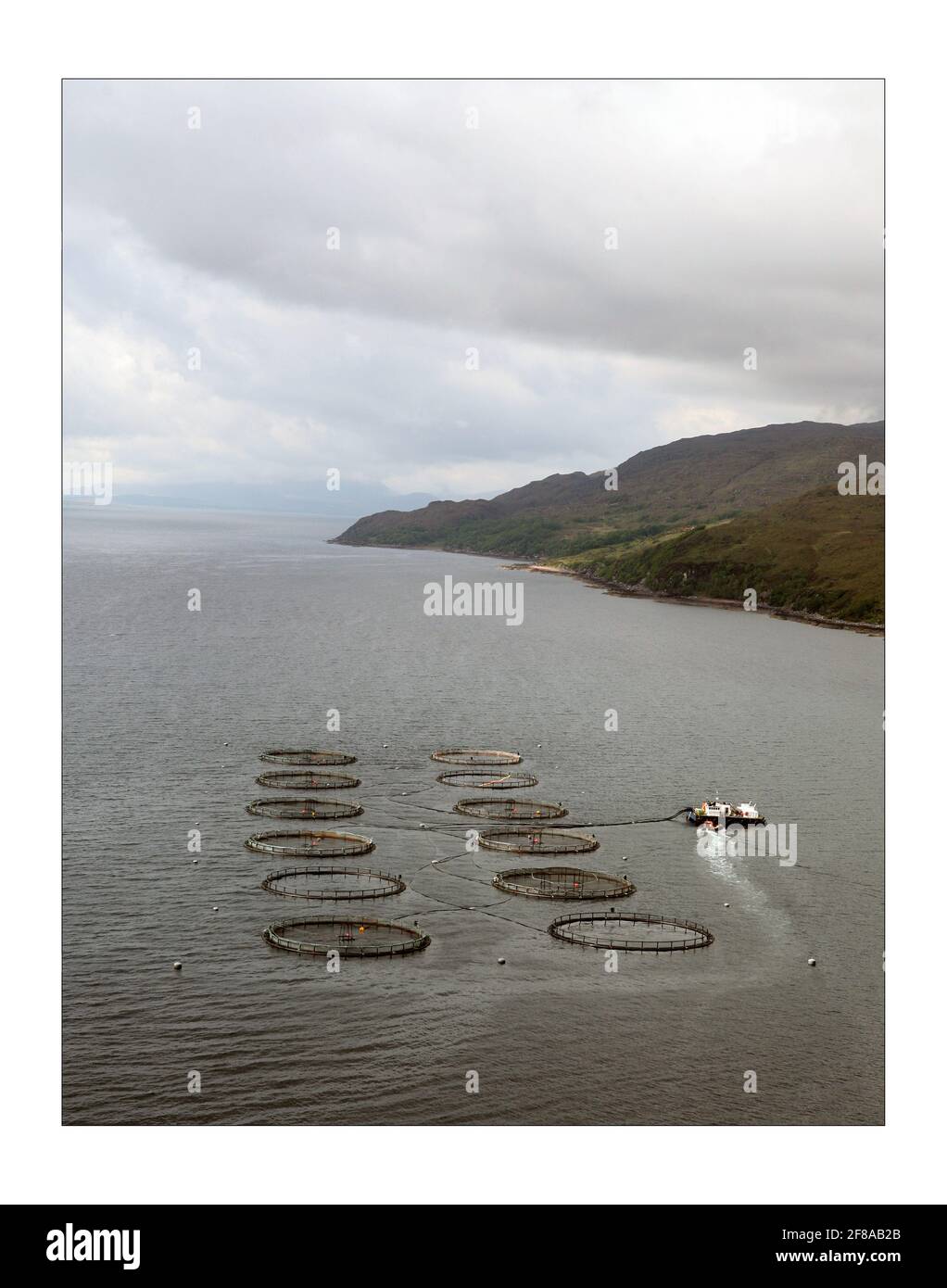 Allevamento di salmone sulla costa occidentale della Scozia.... Lochmuir. Marks and Spencer e Scottish Sea Farms lavorano insieme per produrre salmone di qualità superiore a prezzi competitivi, utilizzando le migliori attrezzature e tecnologie con la dovuta attenzione per l'ambiente. Queste fotografie mostrano i siti agricoli dedicati di Varios M&S. Fotografia di David Sandison The Independent Foto Stock