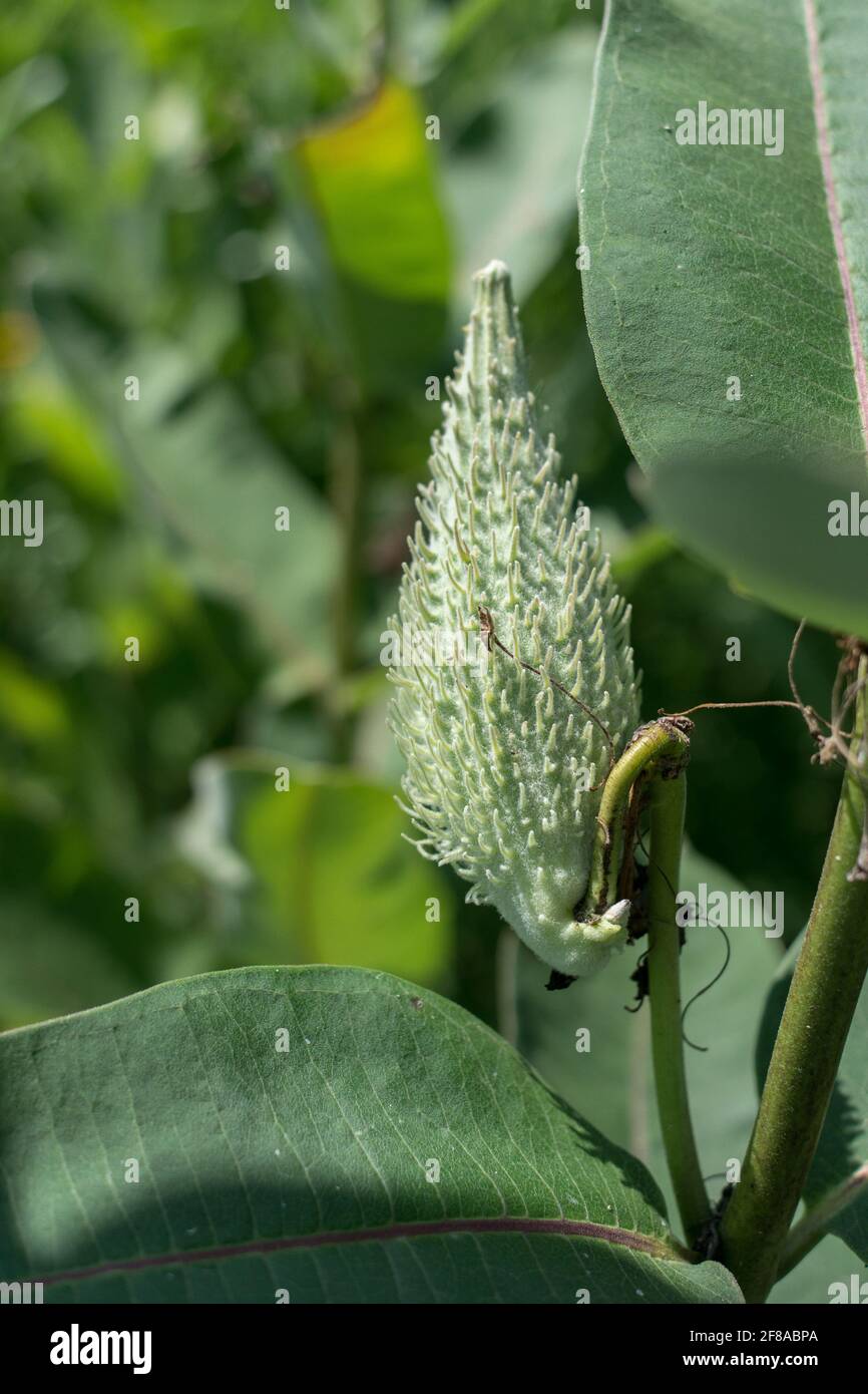 La pianta di latticello cresce selvaggia, il cibo più essenziale per la migrazione delle farfalle monarca in Nord America Foto Stock