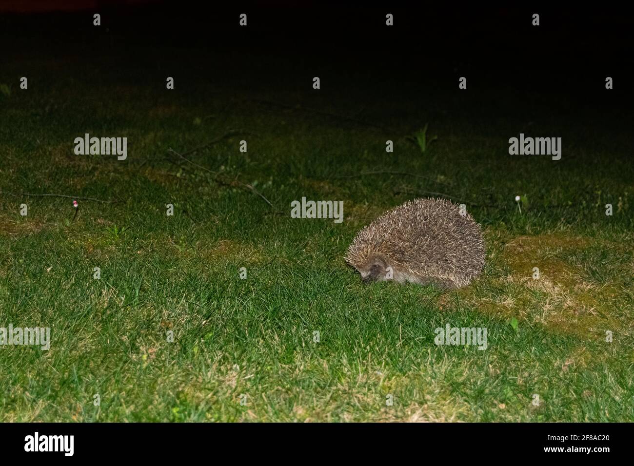 hedgehog di notte alla ricerca di bug o cibo. Il potere degli animali domestici. Foto Stock