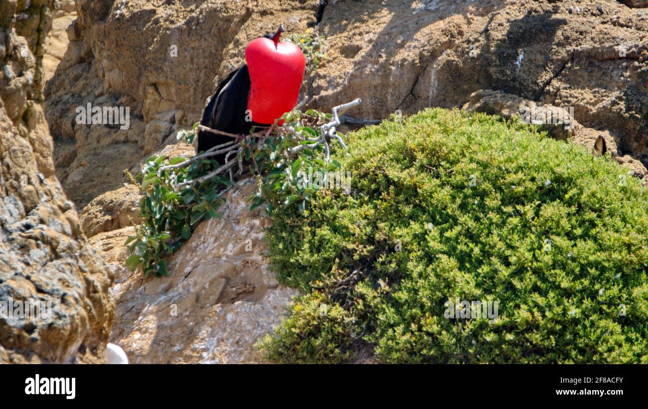 Maschio magnifico fregatebird (Fregata magnificens) con la sua sacca di gola rossa gonfiata per attirare un compagno su un piccolo isolotto arido nel Galapagos Foto Stock