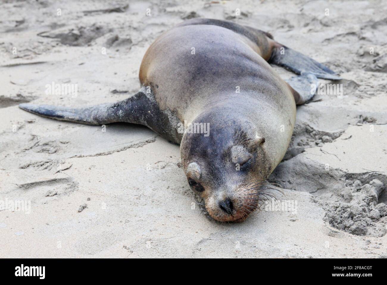 Fur Seal addormentata su Sandy Beach su Isla Isabela, Galapagos, Ecuador Foto Stock