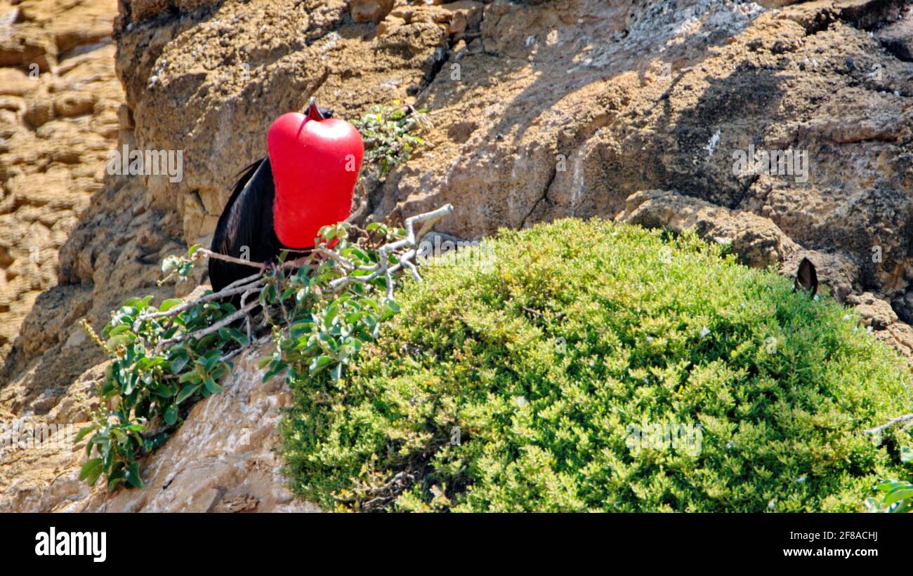 Maschio magnifico fregatebird (Fregata magnificens) con la sua sacca di gola rossa gonfiata per attirare un compagno su un piccolo isolotto arido nel Galapagos Foto Stock