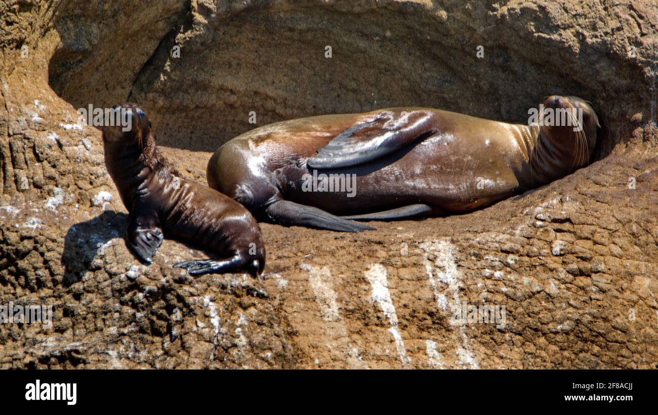 Madre e cucciolo di leone di mare in una fessura di roccia su un piccolo isolotto arido al largo della costa dell'isola di Floreana, Galapagos, Ecuador Foto Stock