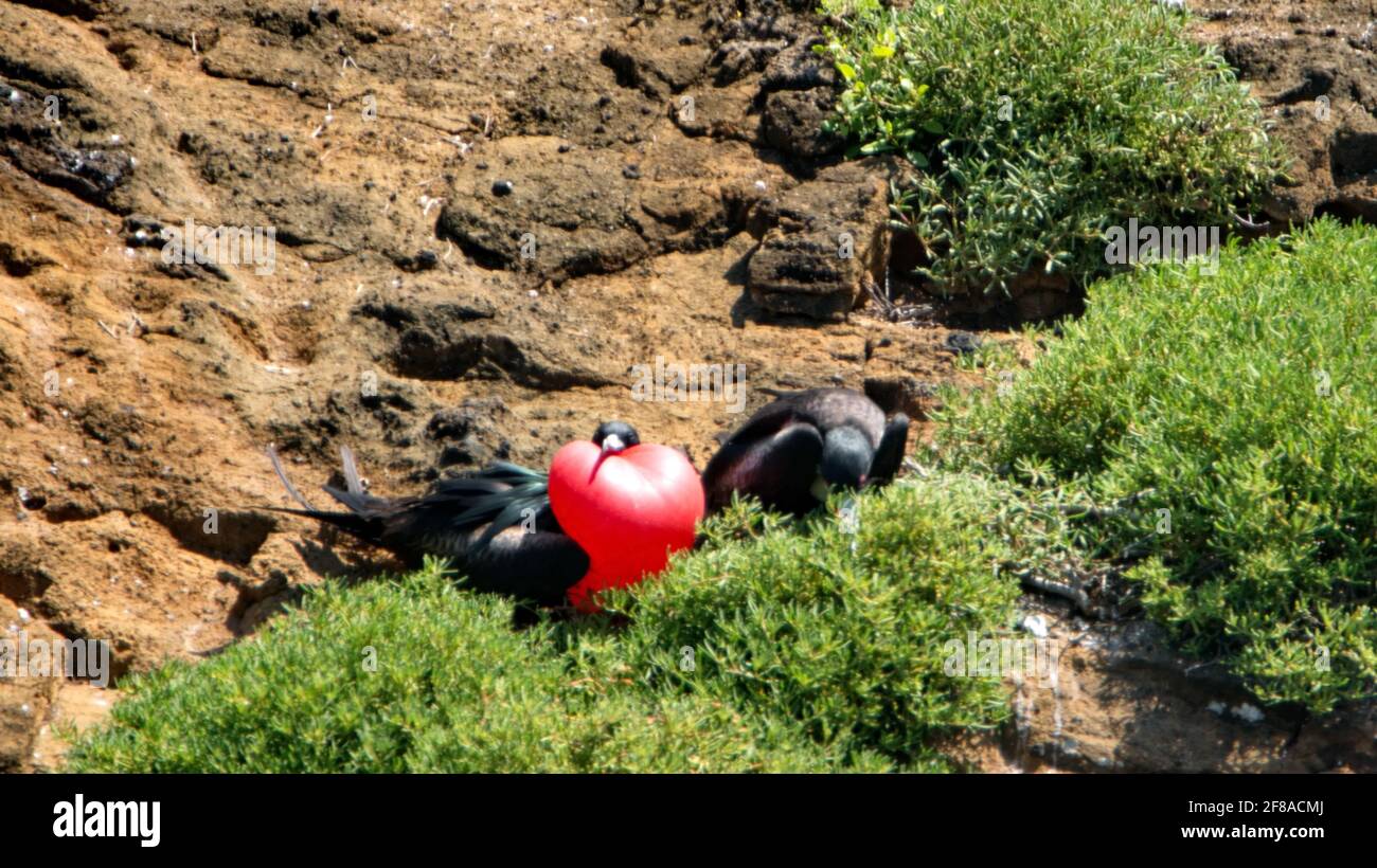 Maschio magnifico fregatebird (Fregata magnificens) con la sua sacca di gola rossa gonfiata per attirare un compagno su un piccolo isolotto arido nel Galapagos Foto Stock