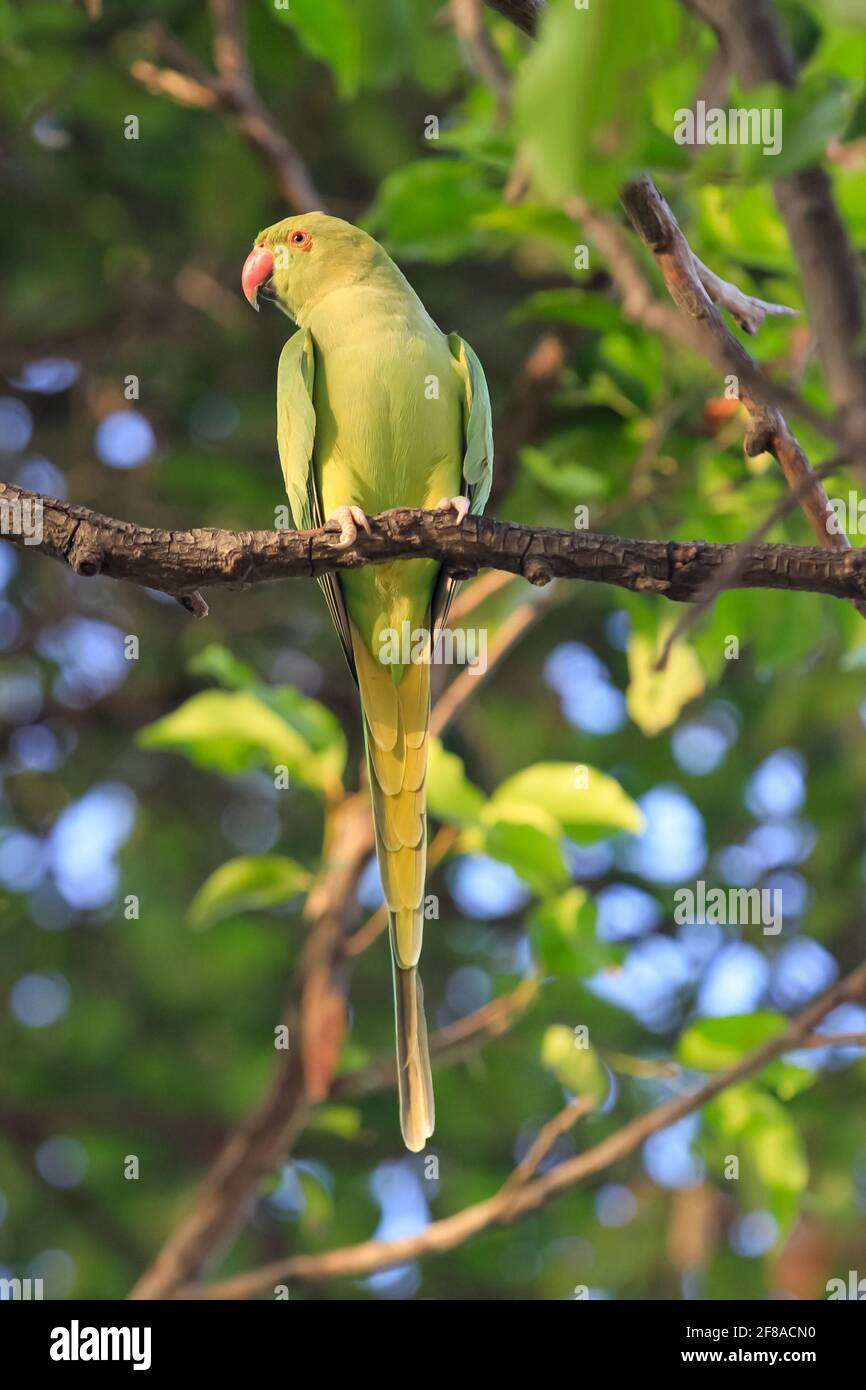 Uccello selvatico indiano del collo di ringakeet in India Foto Stock