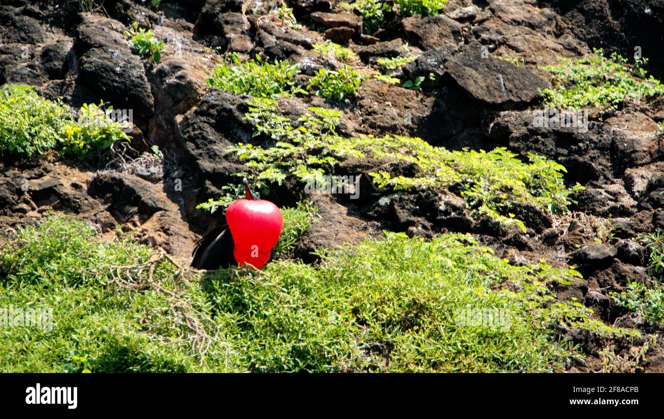Maschio magnifico fregatebird (Fregata magnificens) con la sua sacca di gola rossa gonfiata per attirare un compagno su un piccolo isolotto arido nel Galapagos Foto Stock